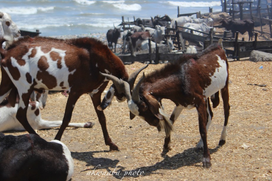 10_FosterMalm (Strong, Bao Bali in Ga)
