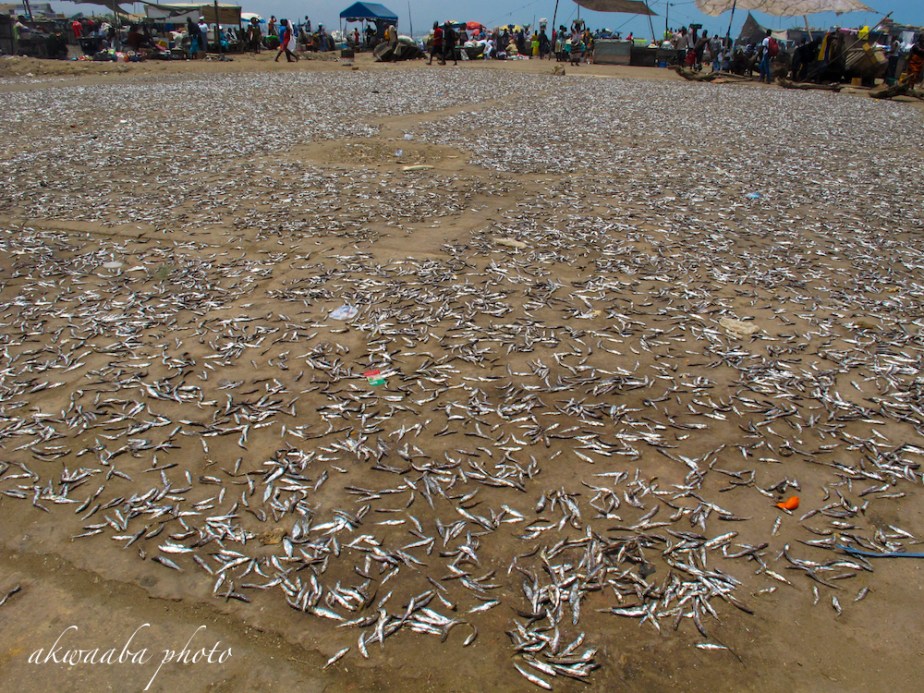 21_SamuelOkine (Fish)