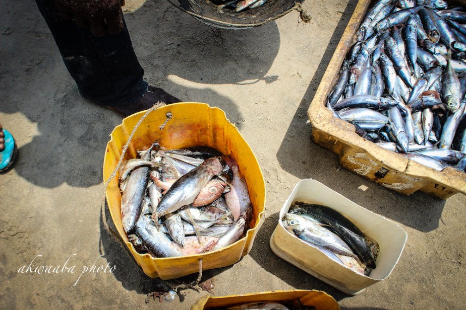 2_BenedictaAllotey (Fish Photo Shop)