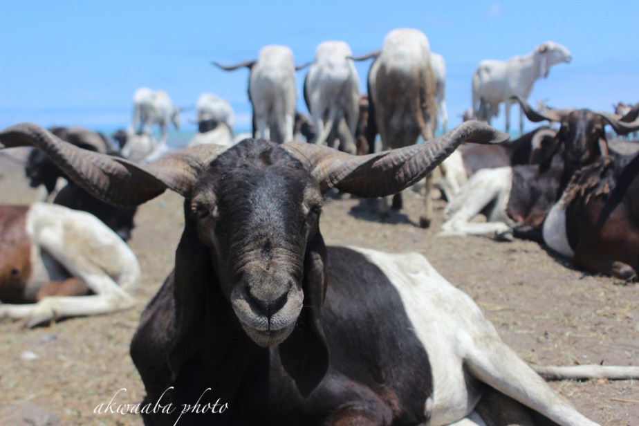 9_FosterMalm (Goat Relaxing)